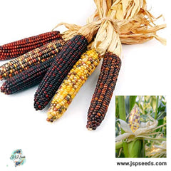 50 Indian Ornamental Corn Seeds Color Flint Popcorn Multicolor Vegetable