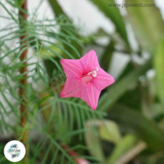 30 Star Ipomoea quamoclit Akashamulla Seeds Rare Pink Star Glory Flower cypress Vine