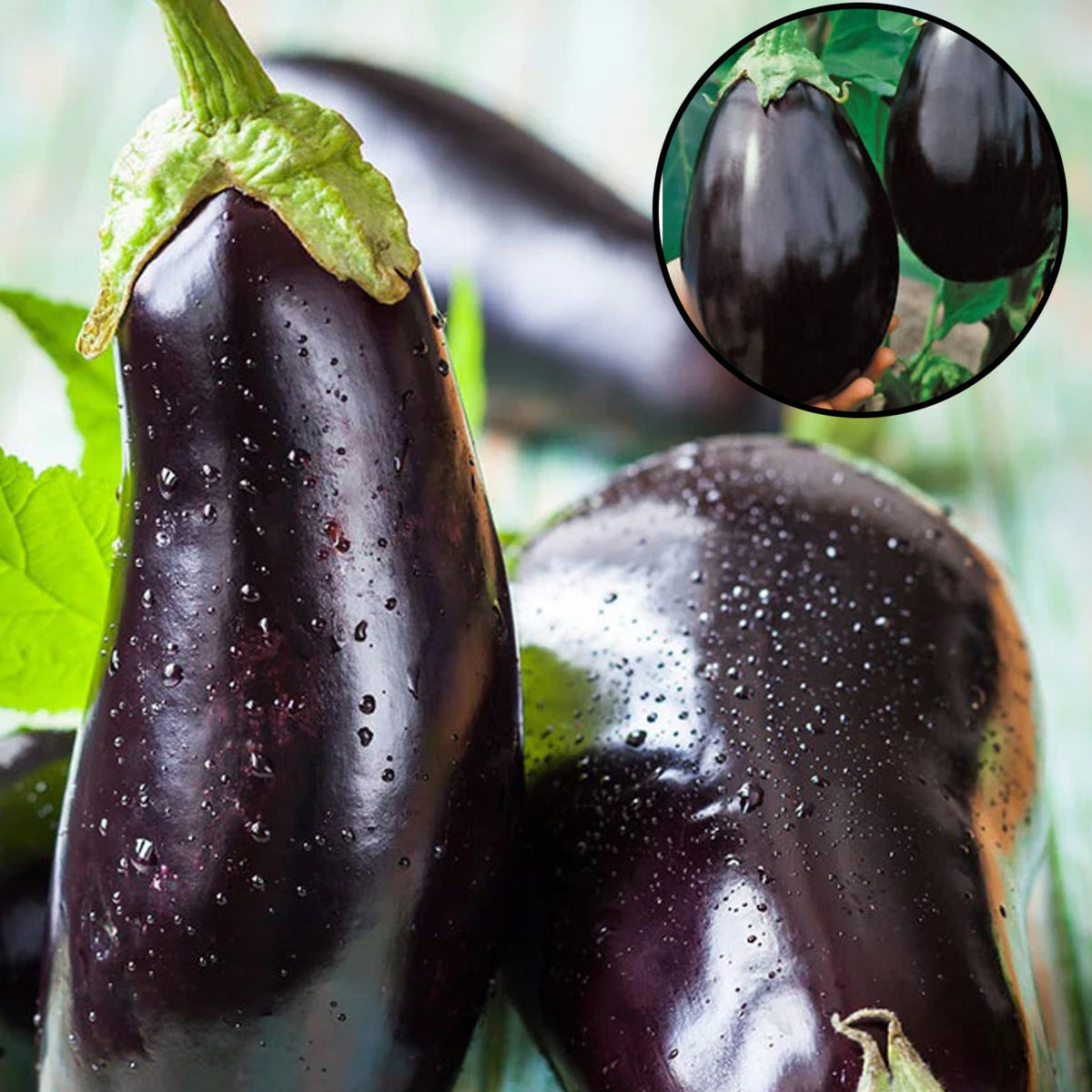 100 Purple Round Eggplant Bonsai Plants Delicious Heirloom Seeds (Vegetable Potted Plants)