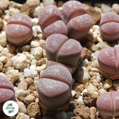 Lithops olivaceae v. nebrownii / 40 seeds (Living Stones)