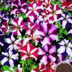 1000 Mix Ultra Petunia Seeds Grandiflora, Multiflora, Milliflora Perennial Flowers Annual Seeds (Flower)