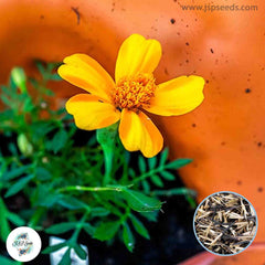 200 Bambino French Marigold Double Dwarf Flowers Heirloom Seeds (Asia Flower)