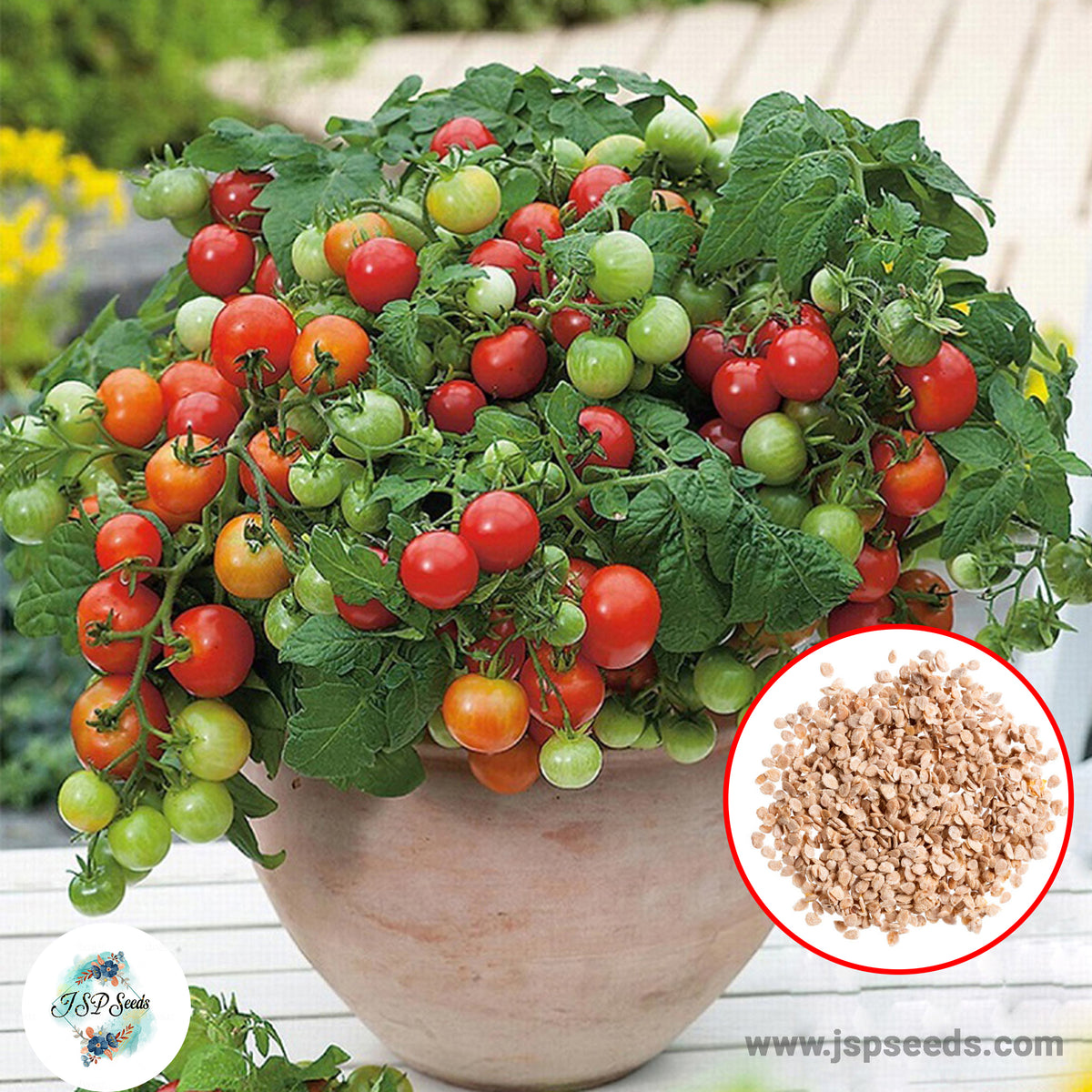 100 Queen Cherry Tomato Plant Seeds (Asia Vegetable) Lycopersicon esculentum Mill.