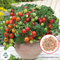 100 Queen Cherry Tomato Plant Seeds (Asia Vegetable) Lycopersicon esculentum Mill.