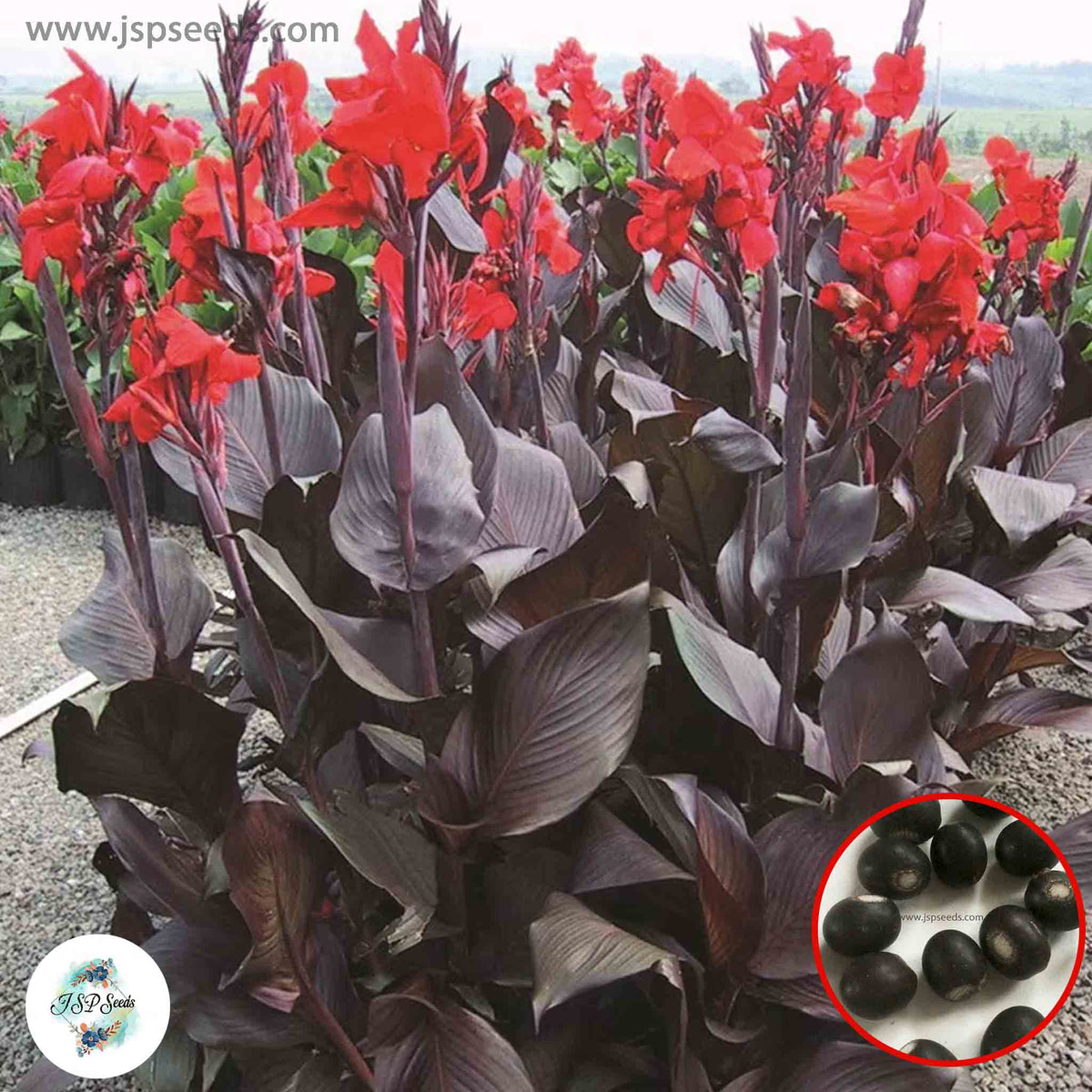 30 Tropicanna Black CANNA LILY Indian Shot Canna Indica Flower Seeds Cannaceae (Asia Flower)