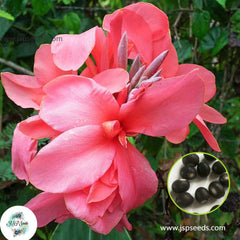 30 Pink Magic CANNA LILY Indian Shot Canna Indica Flower Seeds Cannaceae (Asia Flower)