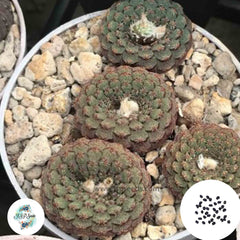 40 Seeds Frailea Mix Cactus Succulent seeds