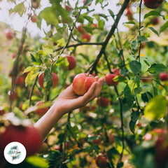 30 Bonsai Apple Tree Indoor Plant Dwarf Fruit Home Garden Seeds