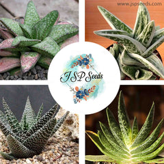 Gasteria mix / 40 seeds per pack