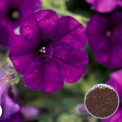 1000 Purple Wave Petunia Seeds Grandiflora, Multiflora, Milliflora Perennial Flowers Annual Seeds (Flower)