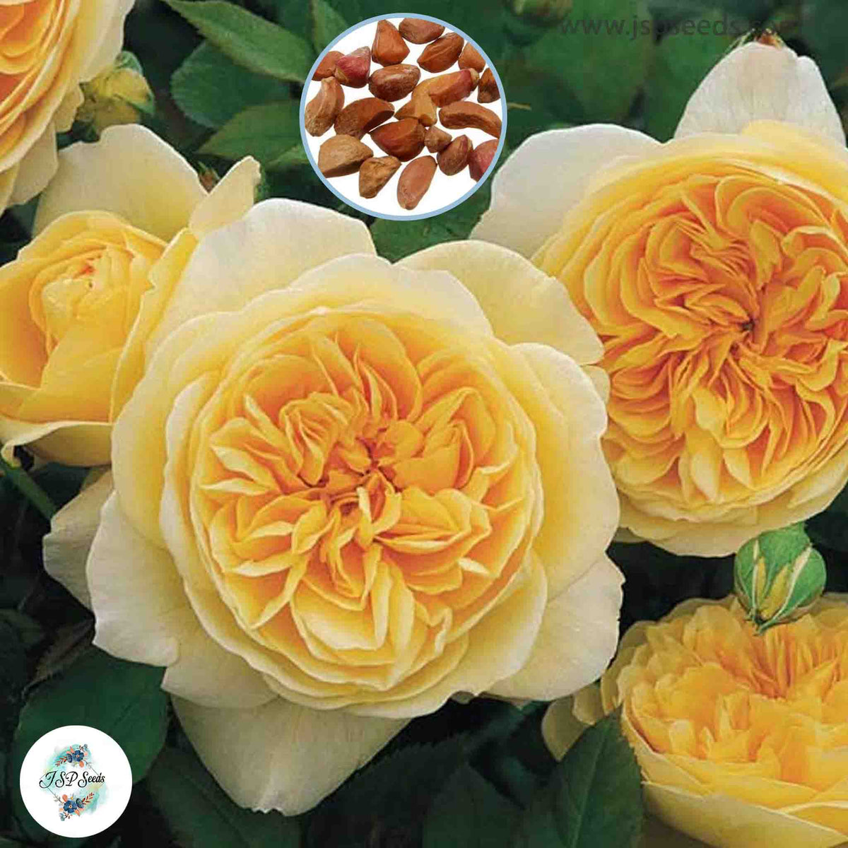 50 Heirloom Teasing Georgia English Rose flower Bonsai Garden Seeds