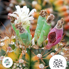 40 Seeds Gymnocalycium Mix Cactus Succulent seeds