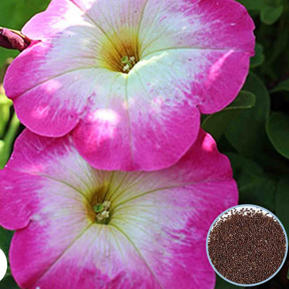 1000 Pink Merlin Petunia Seeds Grandiflora, Multiflora, Milliflora Perennial Flowers Annual Seeds (Flower)