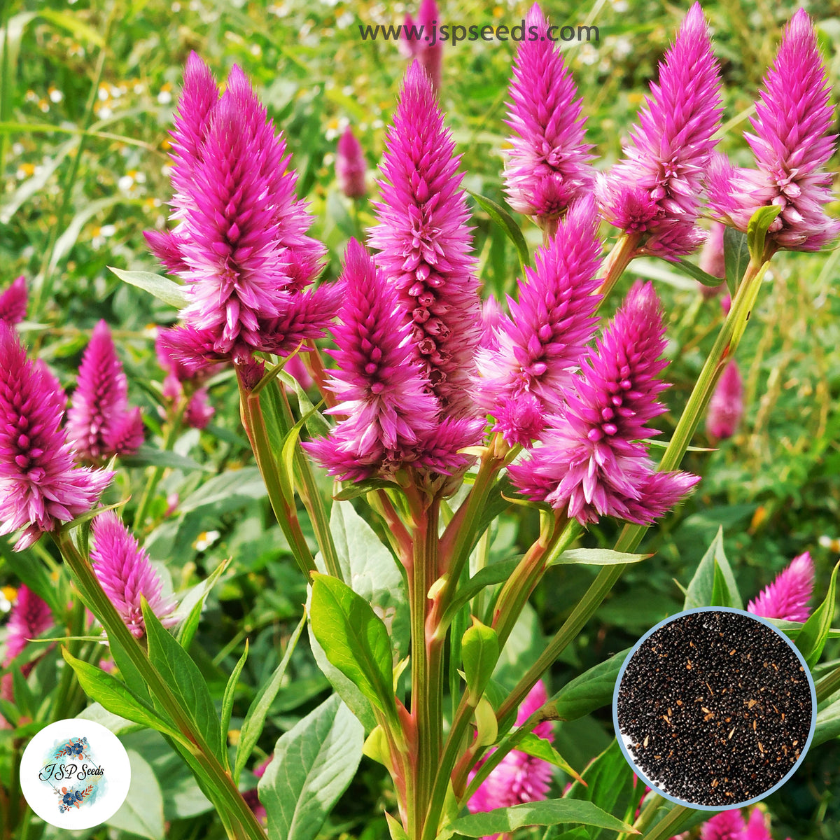 200 Celosia cristata Linn. (Amaranthaceae) Cockscomb Dried Flowers Cutflowers Seeds