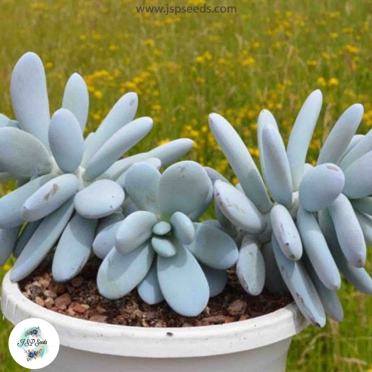 Pachyphytum cuicatecanum / 40 seeds