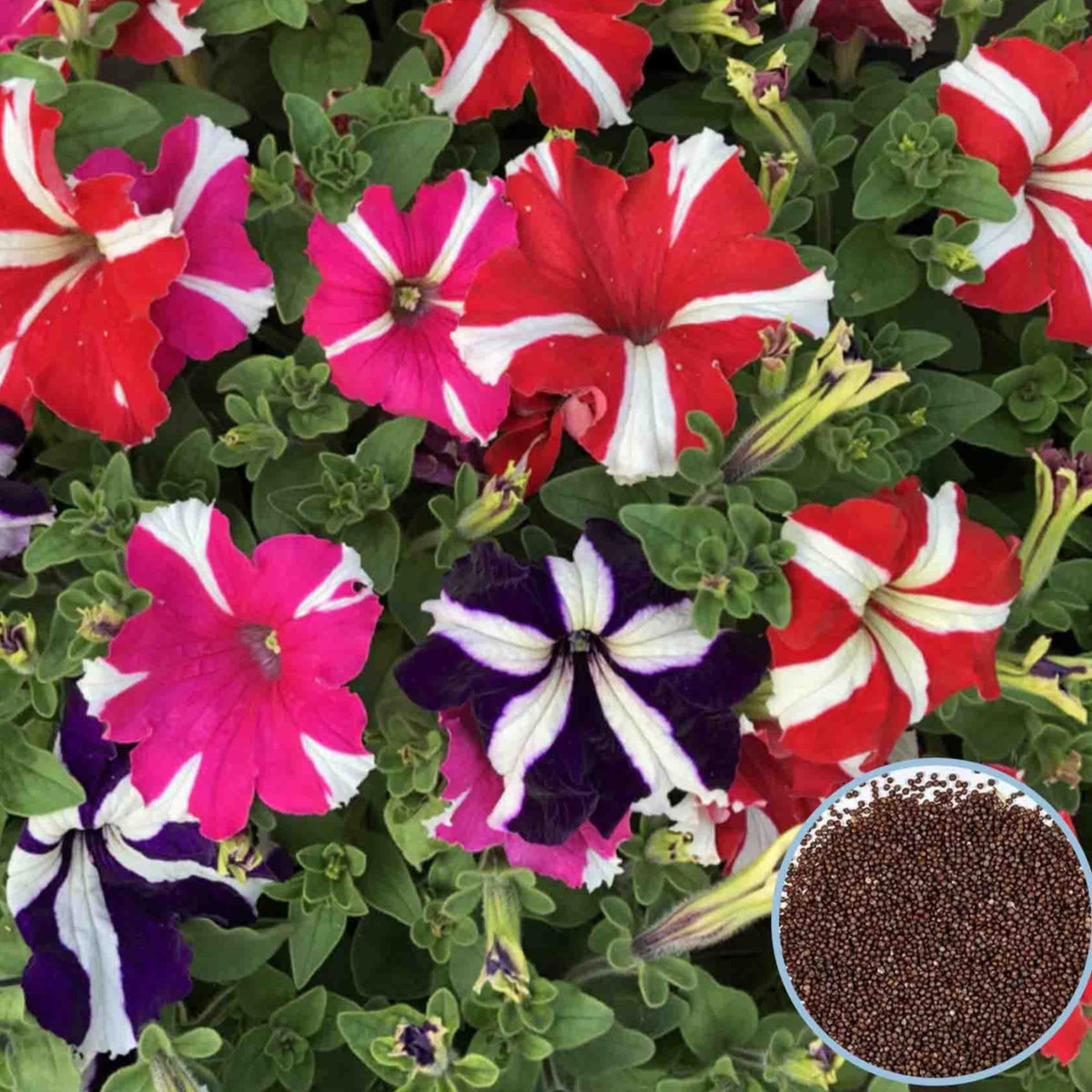 1000 Mix Compacta Star Petunia Seeds Grandiflora, Multiflora, Milliflora Perennial Flowers Annual Seeds (Flower)