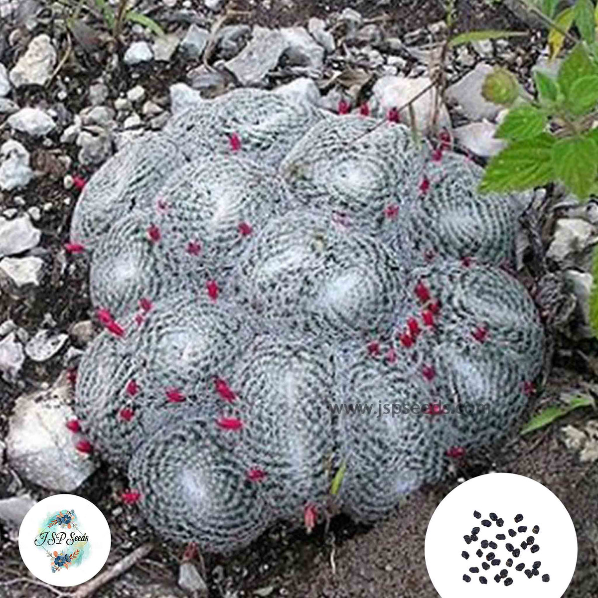 40 seeds Mammillaria microthele v. superfina  Cactus Succulent seeds