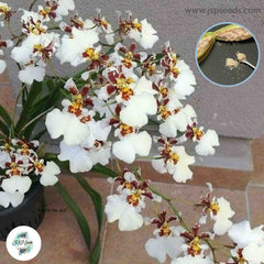 50 White Oncidium Orchid flower Seeds (Flower Garden Potted Plants)Thailand Orchids