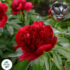 20 Red Charm Peony Paeoniaceae Paeonia suffruticosa Tree Flower Plant Seeds (Lucky Flower) (Flower Garden Potted Plants)