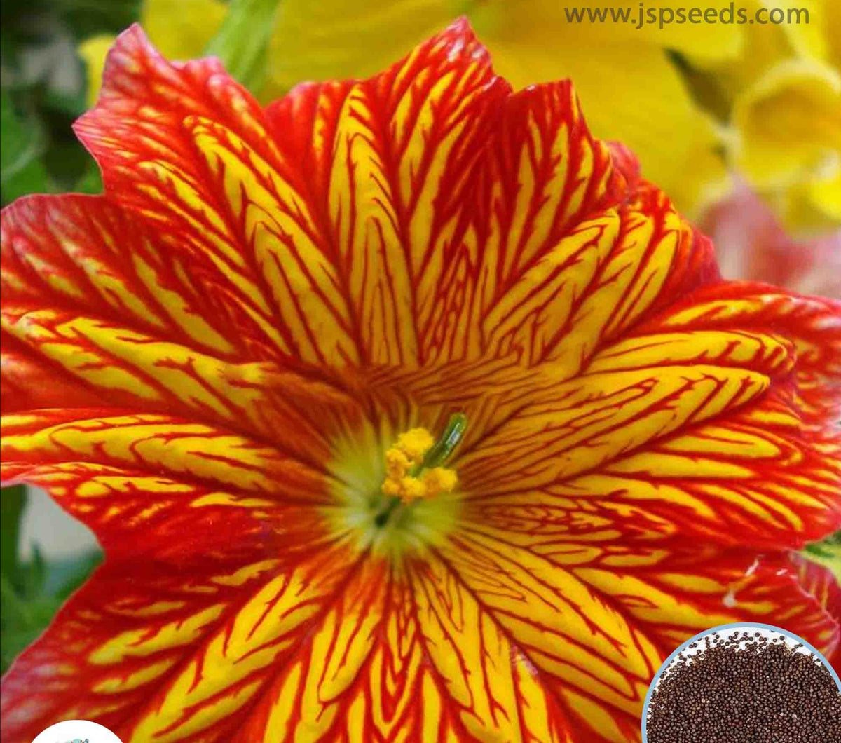 100 Tiger Petunia Seeds Grandiflora, Multiflora, Milliflora Perennial Flowers Annual Seeds (Flower)