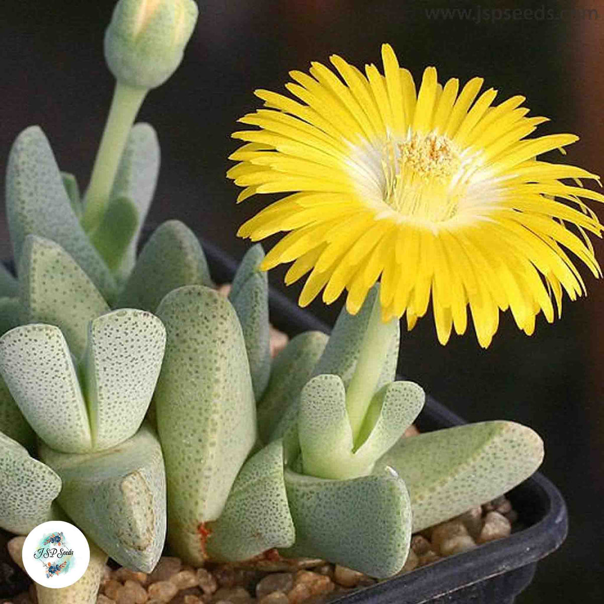 Cheiridopsis caroli-schmidtii / 40 seeds (Living stones)