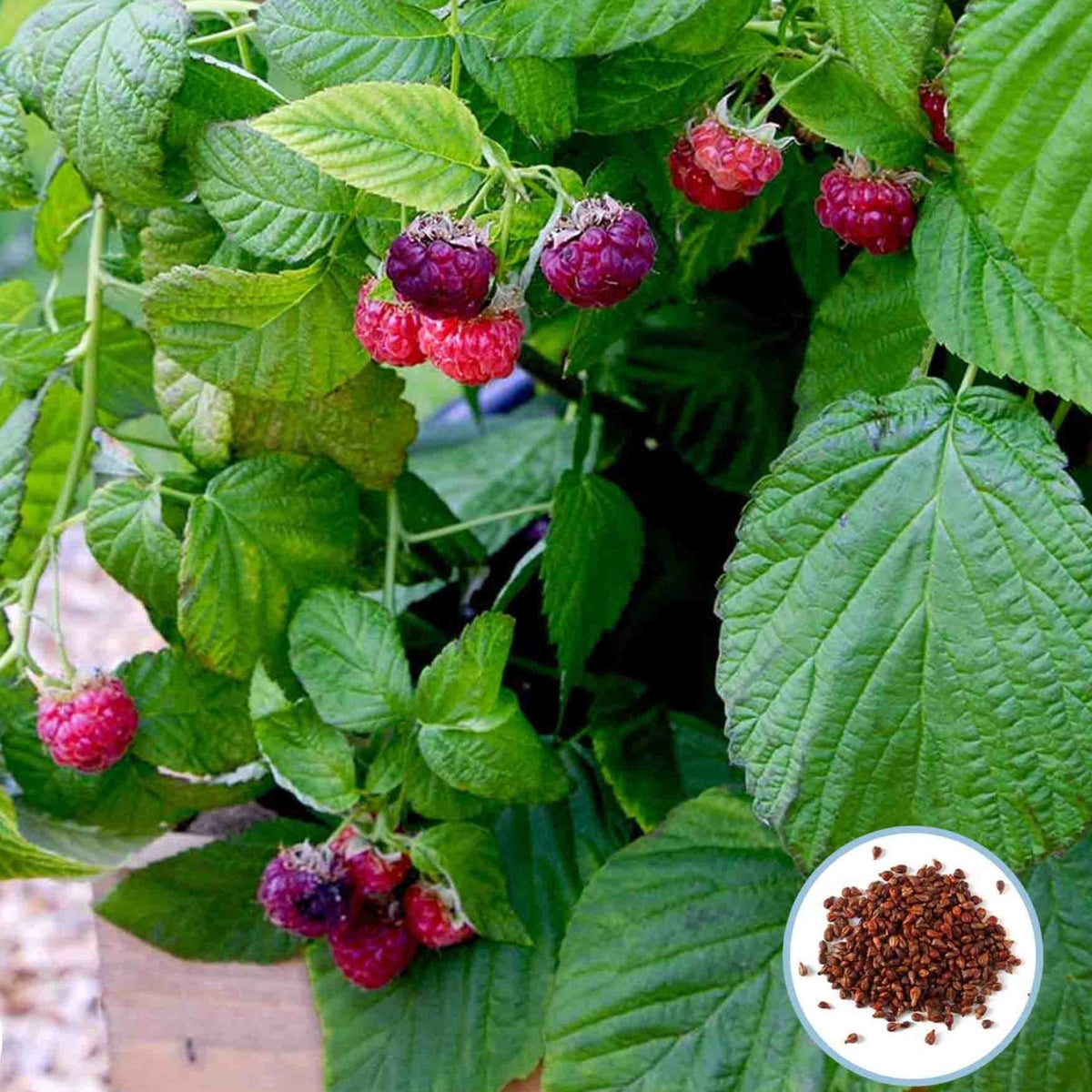 100 Raspberry Garden Non-gmo Organic Bonsai Fruit Tree Plant Seeds