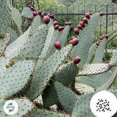 40 Seeds Opuntia linguiformis Cactus Succulent seeds