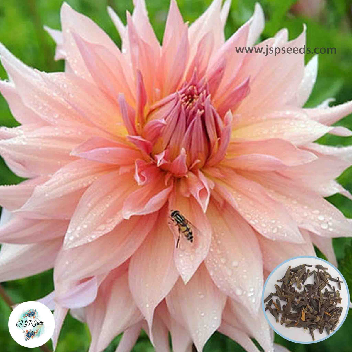 50 Surprise Dahlia Seeds (Flower Garden Potted Plants)