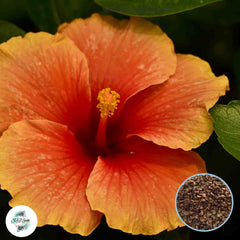 35 Orange Hibiscus Beautiful Hardy Perennials Seeds (Asia Flower Garden Plants)