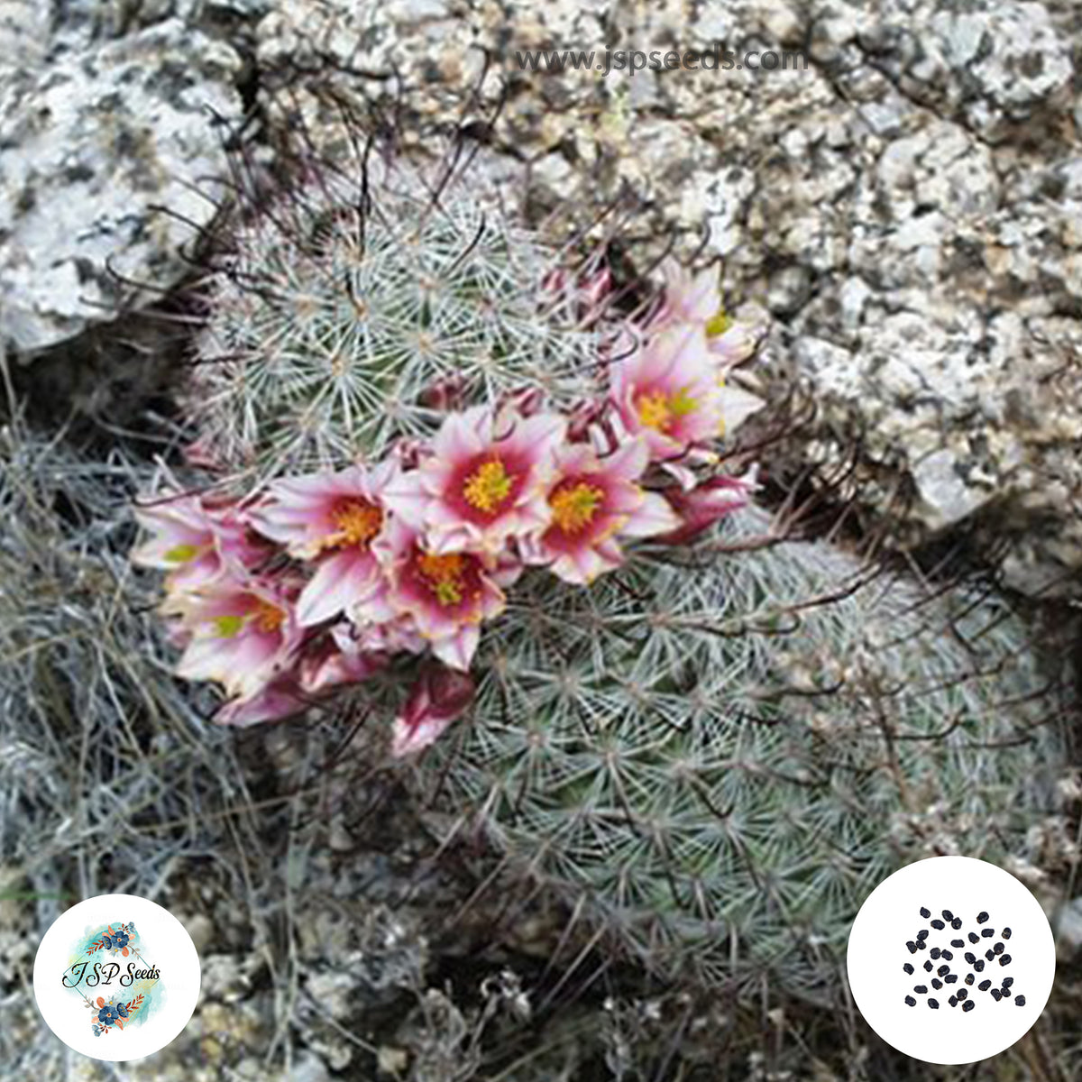 40 seeds Mammillaria tetrancistra, Sonora  Cactus Succulent seeds