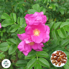 50 Heirloom Pink Japanese Rose Ruga Rugosa Perennial Fragrant flower Bonsai Garden Seeds