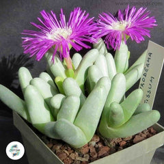 Argyroderma fissum / 40 seeds per pack