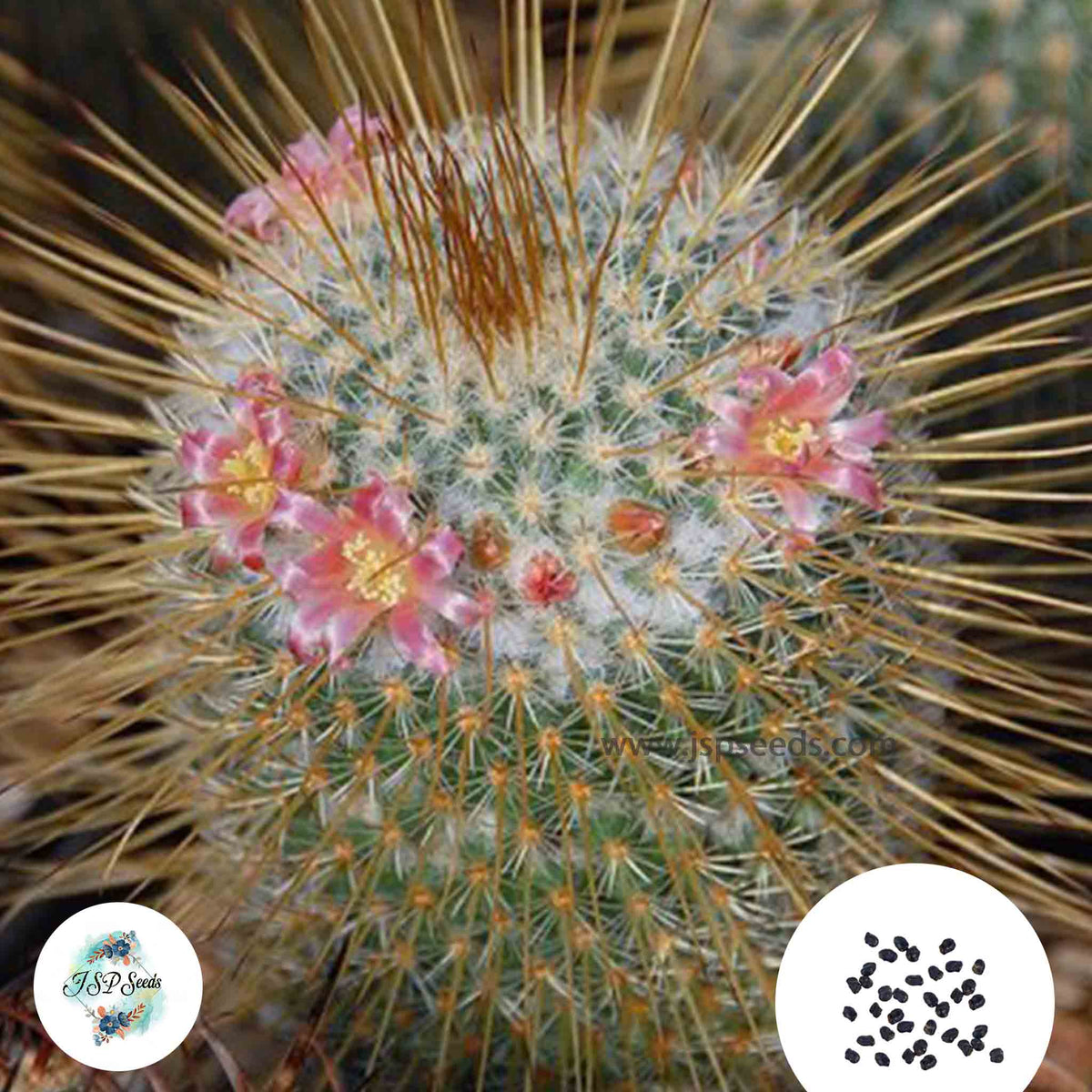 40 Seeds Mammillaria dixanthocentron Cactus Succulent seeds