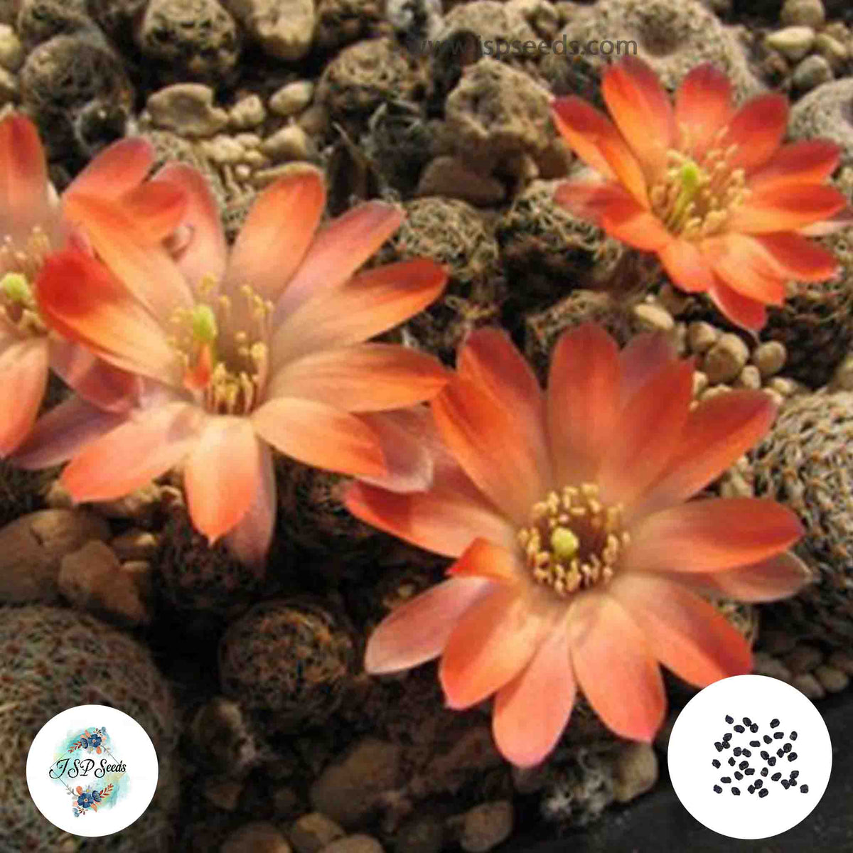 40 Seeds Mediolobivia pygmaea Cactus Succulent seeds