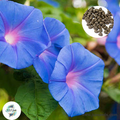 50 Blue Morning Glory Seeds (MORNING GLORY)