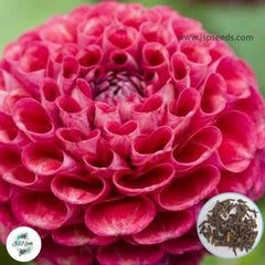 50 Plum Suprise Dahlia Seeds (Flower Garden Potted Plants)