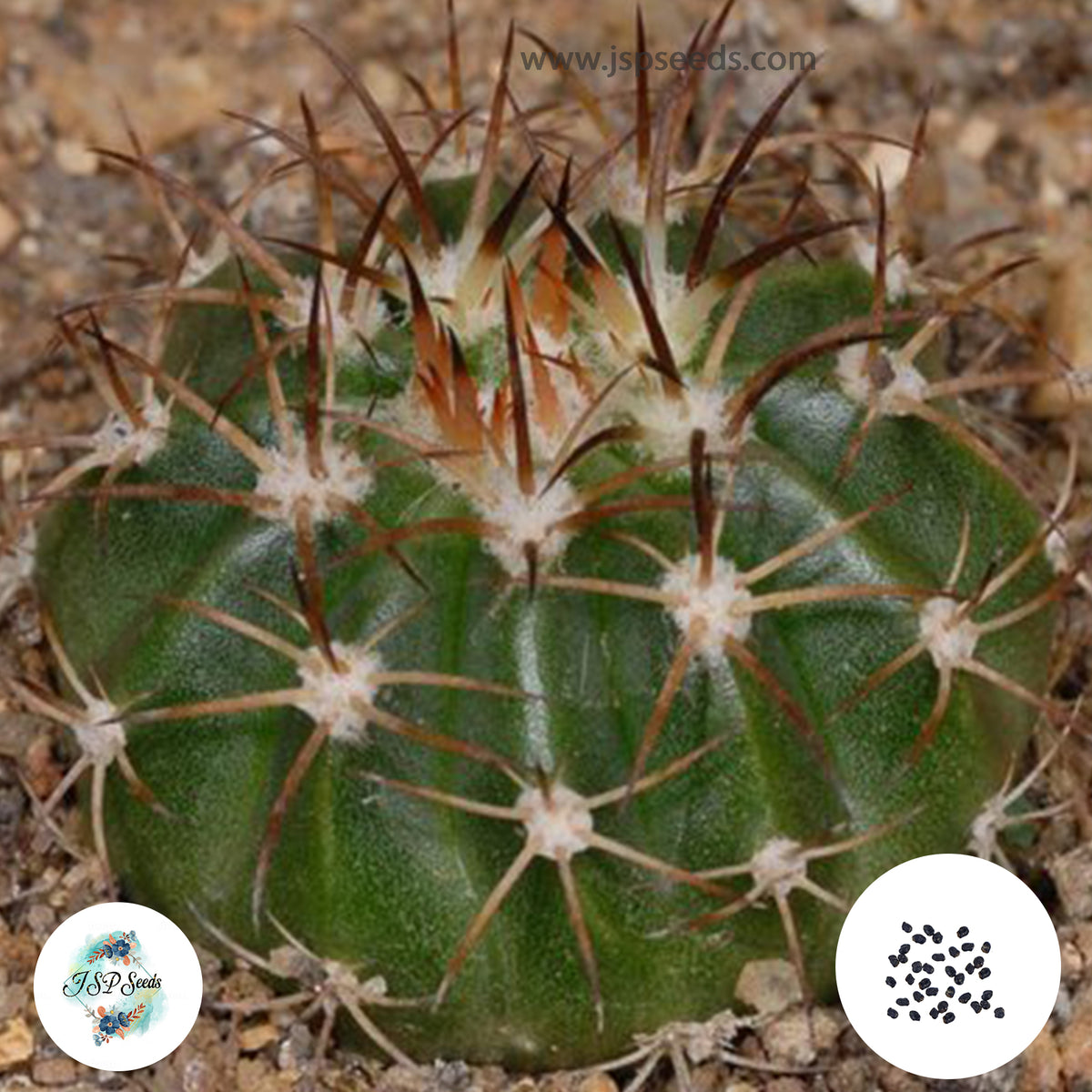 40 Seeds Melocactus ruestii Cactus Succulent seeds