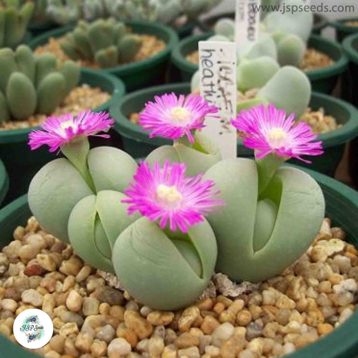 Gibbaeum heathii /40 seeds
