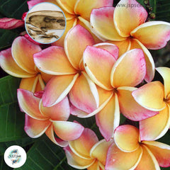 20 Thai Mung Jack Plumeria Rubra (Frangipani) Seeds Fresh Flower New Seeds