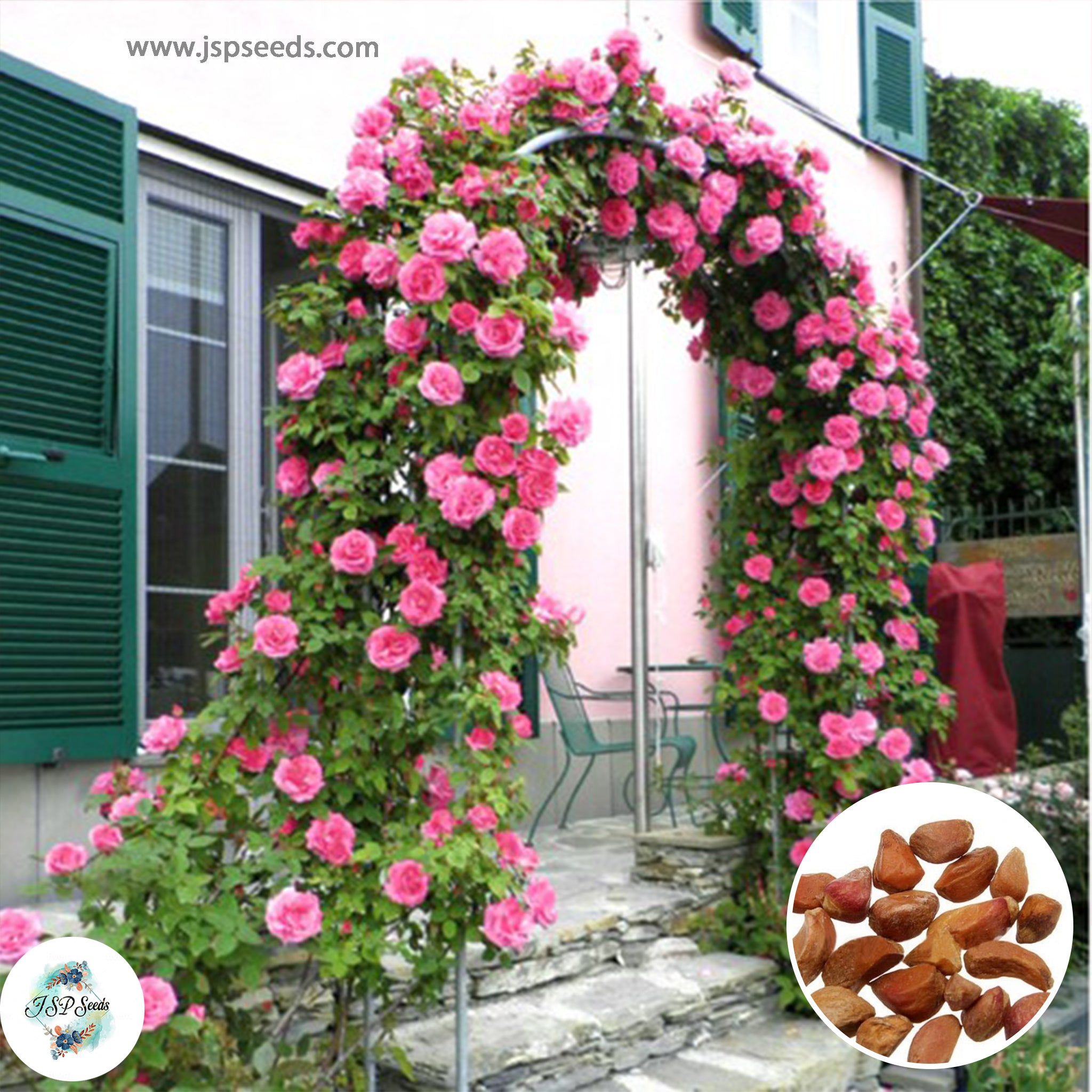 50 Heirloom Pink Climbing Rose Rosa Multiflora Perennial Fragrant flow ...