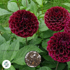 50 Aurora’s Kiss Dahlia Seeds (Flower Garden Plants)