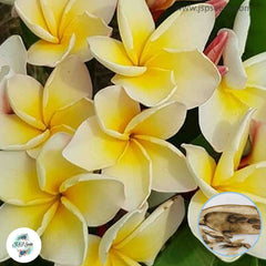 20 Thai Moonlight Plumeria Rubra (Frangipani) Seeds Fresh Flower New Seeds