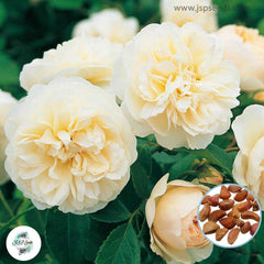 50 Heirloom Lichfield Angel English Rose flower Bonsai Garden Seeds