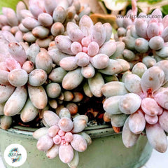 Pachyphytum machucae / 40 seeds