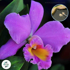 50 Purple Cattleya Orchid flower Seeds (Flower Garden Potted Plants)Thailand Orchids