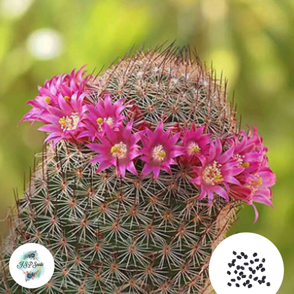 40 seeds Mammillaria matudae  Cactus Succulent seeds