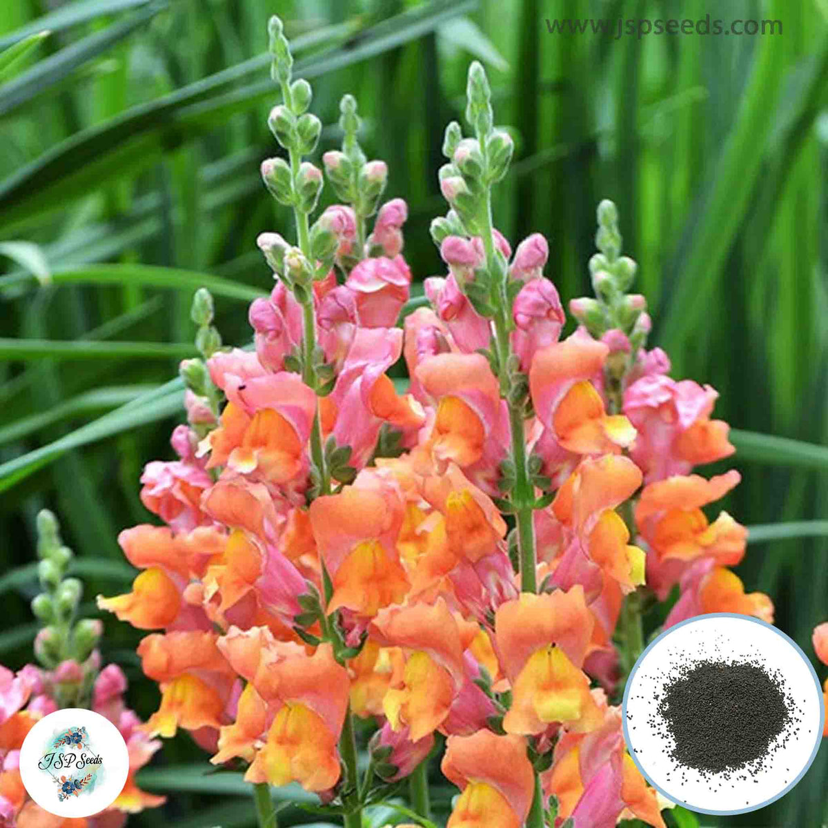 300 Magic Carpet Snapdragons (Antirrhinum majus) Seeds (Flower Garden Plants)