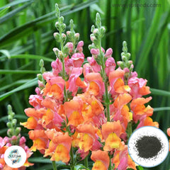 300 Magic Carpet Snapdragons (Antirrhinum majus) Seeds (Flower Garden Plants)