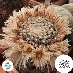 40 Seeds Mammillaria albiarmata Cactus Succulent seeds