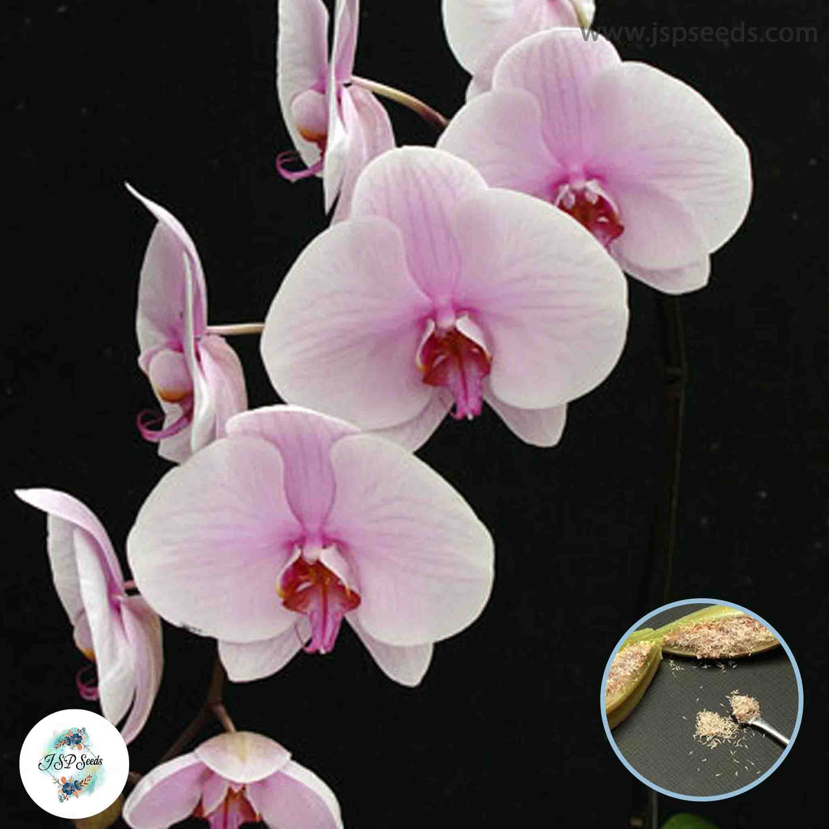 50 Phalaenopsis Orchid flower Seeds (Flower Garden Potted Plants)Thailand Orchids